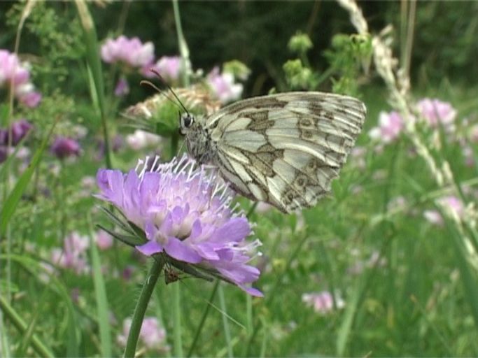 Schachbrettfalter ( Melanargia galathea ), Weibchen, Flügelunterseite : An der Mosel, Biotop, 28.06.2005